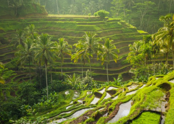 BPS Lahan Sawah di Bali Susut 6.522 Hektare Sejak 2019