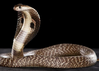 Kobra Masuk Rumah di Jembrana, Pemilik Kaget Saat Dengarkan Desisan