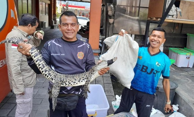 Temuan Buaya Satu Meter di Jalan Tukad Badung Gegerkan Warga