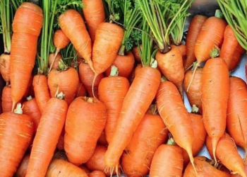 Kebutuhan Wortel untuk MBG Naik, Inflasi Bali Tetap Terkendali di 0,40%