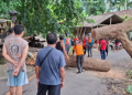 Pohon 25 Meter Tumbang di Karangasem, Lalu Lintas Macet