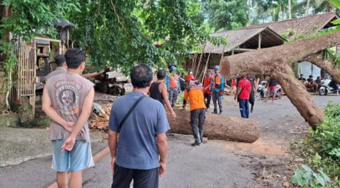 Pohon 25 Meter Tumbang di Karangasem, Lalu Lintas Macet