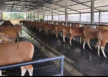 Pemprov Bali Pertahankan Aturan Kuota Sapi, Data Populasi Jadi Acuan Utama