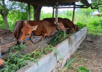 Stok Sapi Bali Menipis Jelang Idul Adha, Pengusaha Desak Pemprov Bali Tutup Keran Ekspor Bibit