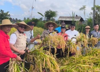 Padi Mansur Gianyar Dilirik Jepang, Waseda University dan Dwijendra Perkuat Beras Lokal Bali